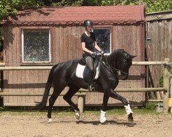 dressage horse Santana (Hanoverian, 2016, from San Amour I)