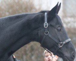 dressage horse Santana (Hanoverian, 2016, from San Amour I)