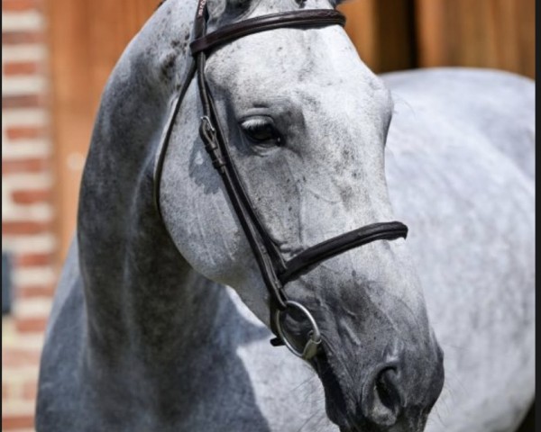 jumper Quirani van de Maltahoeve (Belgian Warmblood, 2016, from El Torreo de Muze)