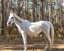 horse Shagya Amani (Shagya Arabian, 2010, from 4064 Shagya II-4 Ahmed)