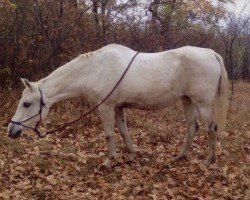 broodmare Shallah (Shagya Arabian, 1994, from Gadar ShA (ex Ibrahim))