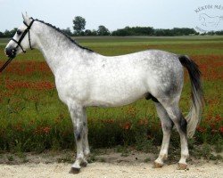 horse 4044 Ibrahim-4 Aladin (Shagya Arabian, 1997, from Gadar ShA (ex Ibrahim))