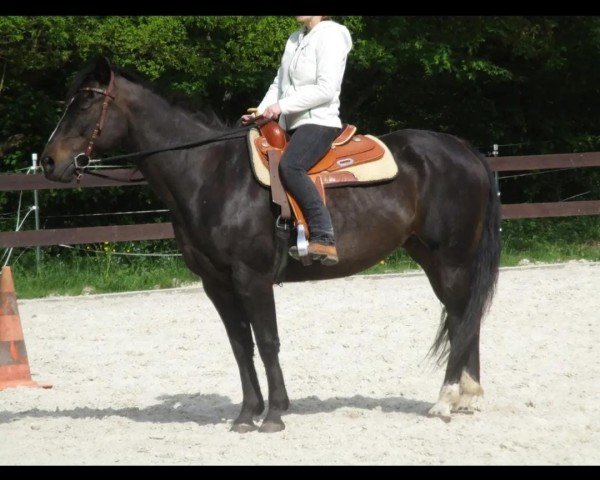 broodmare Big Snowstormgirl (Paint Horse, 2002, from Big Steps Snow Boy)