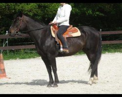 Zuchtstute Big Snowstormgirl (Paint Horse, 2002, von Big Steps Snow Boy)