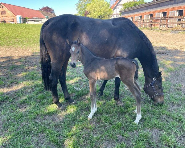 foal by E-Magic (Hanoverian, 2024, from Esmeraldo FM)