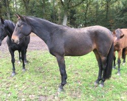 broodmare Pixi (Hanoverian, 2012, from Perigueux)