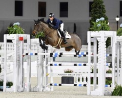 jumper Mylords Bandit del Keroytin (Belgian Warmblood, 2012, from Edjaz van T Merelsnest)