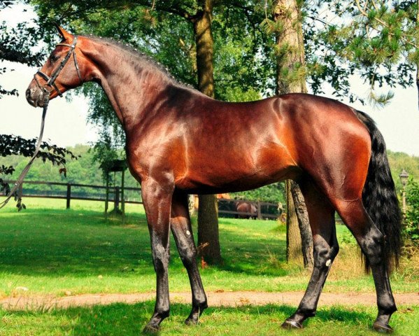 stallion Dibadu L (Belgian Warmblood, 2009, from Darco)