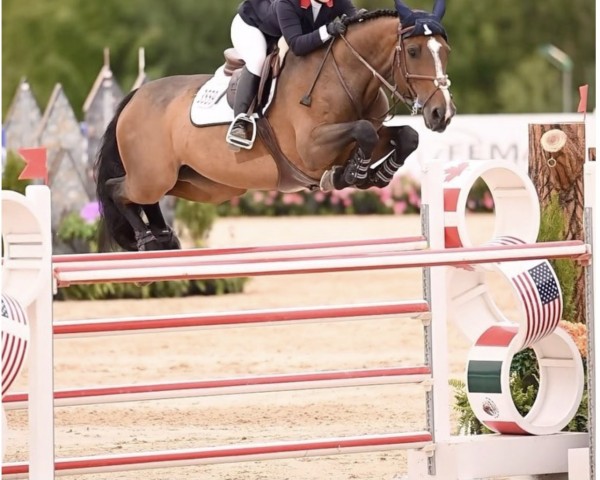 jumper Adelita (Slovenian Warmblood, 2011, from Candillo Z)