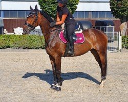 jumper Gräfin Fiodora (Hanoverian, 2013, from Graf Top)