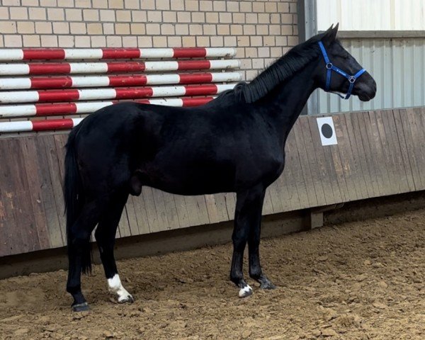 Dressurpferd Secret’s Black Beauty (Hannoveraner, 2022, von Secret)