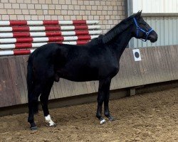 dressage horse Secret’s Black Beauty (Hanoverian, 2022, from Secret)