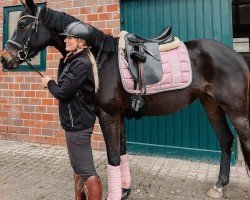 dressage horse True Love (Oldenburg, 2021, from Bon Joker)