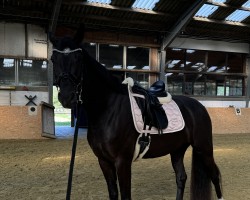 dressage horse First Class 122 (Westphalian, 2021, from Flavis)