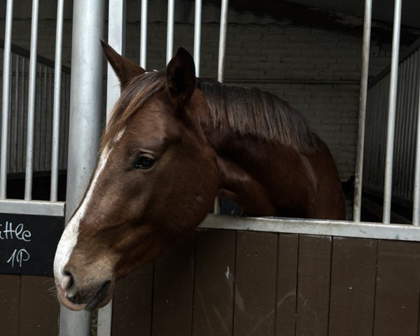 dressage horse Fabulous (Westphalian, 2022, from Flavis)