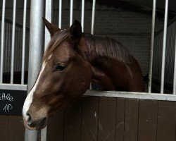 dressage horse Fabulous (Westphalian, 2022, from Flavis)