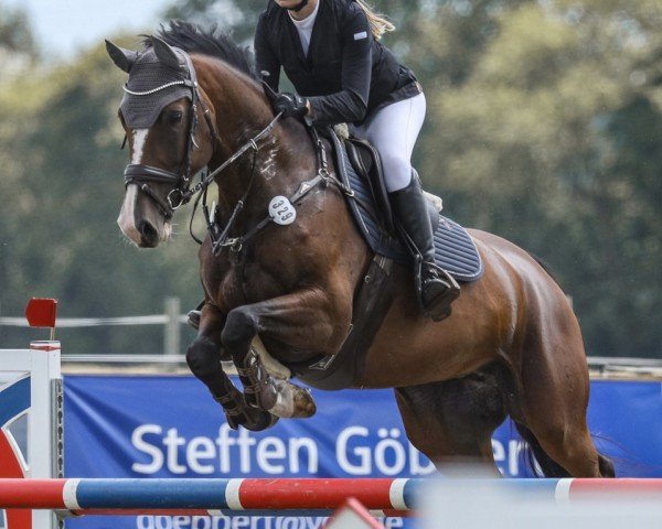 jumper Starlight of Gold (Hanoverian, 2016, from Stakkato Gold)