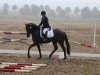 dressage horse Nikodemos (German Sport Horse, 2020, from Napoleon 503)