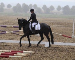 dressage horse Nikodemos (German Sport Horse, 2020, from Napoleon 503)