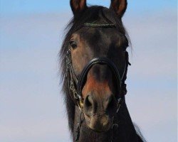 dressage horse Napoleon 503 (Hanoverian, 2000, from Natiello)