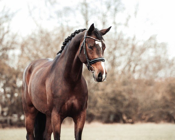 dressage horse Kunanda (Swedish Warmblood, 2015)