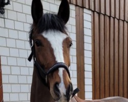 dressage horse Zoomi (Westphalian, 2020, from Zoom 8)