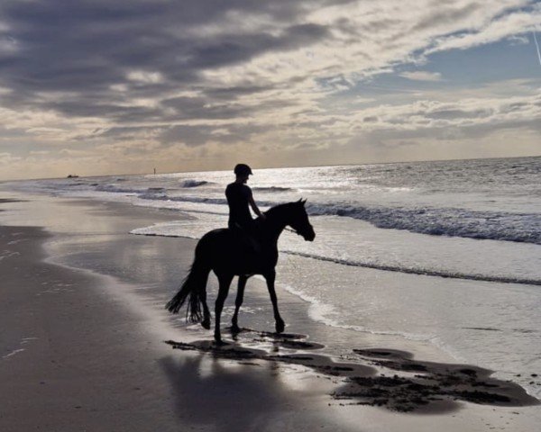 broodmare Donnerdia (Westphalian, 2007, from Diamond Magic)