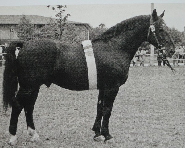 stallion Urblut Th 773 (Heavy Warmblood, 1956, from Ursus Th 676 (OF 1929))