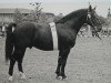 stallion Urblut Th 773 (Heavy Warmblood, 1956, from Ursus Th 676 (OF 1929))