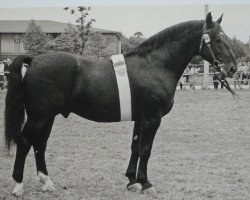 Deckhengst Urblut Th 773 (Schweres Warmblut, 1956, von Ursus Th 676 (OF 1929))