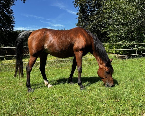 horse Nadiera (Arabian thoroughbred, 2010, from Zahron ox)