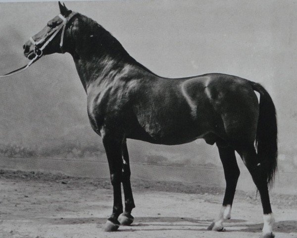 stallion Wesir ox Mo 1129 (Arabian thoroughbred, 1954, from Wisznu 1943 ox)