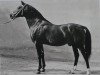 stallion Wesir ox Mo 1129 (Arabian thoroughbred, 1954, from Wisznu 1943 ox)