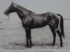 stallion Mio xx 1244 (Thoroughbred, 1951, from Orator xx)