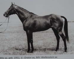 stallion Mio xx 1244 (Thoroughbred, 1951, from Orator xx)