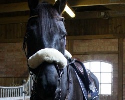 dressage horse Carlos (Hanoverian, 2008, from Don Frederico)