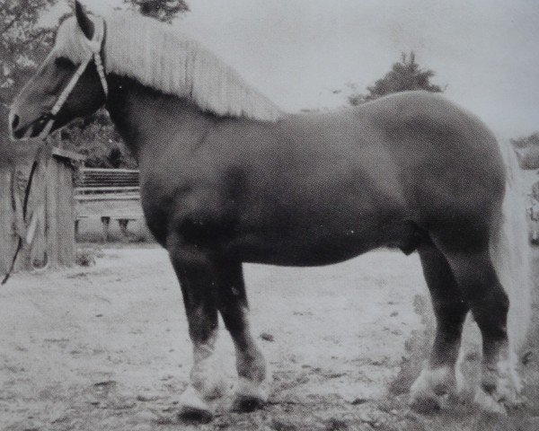 stallion Puck von Gohre 3486 (Rhenish-German Cold-Blood, 1960, from Advokat von Schinne)