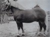 stallion Puck von Gohre 3486 (Rhenish-German Cold-Blood, 1960, from Advokat von Schinne)