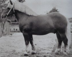 Deckhengst Puck von Gohre 3486 (Rheinisch-Deutsches Kaltblut, 1960, von Advokat von Schinne)