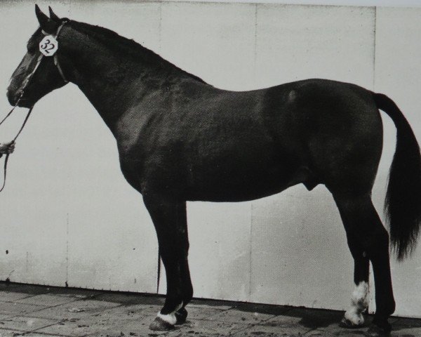 stallion Onix Mo 1237 (Heavy Warmblood, 1964, from Orpheus Th 802)