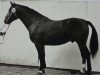 Deckhengst Onix Mo 1237 (Schweres Warmblut, 1964, von Orpheus Th 802)