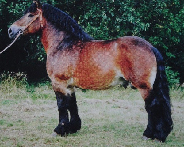 stallion Elias 1858 (Rhenish-German Cold-Blood, 1980, from Elbrus 1844)