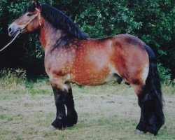 stallion Elias 1858 (Rhenish-German Cold-Blood, 1980, from Elbrus 1844)