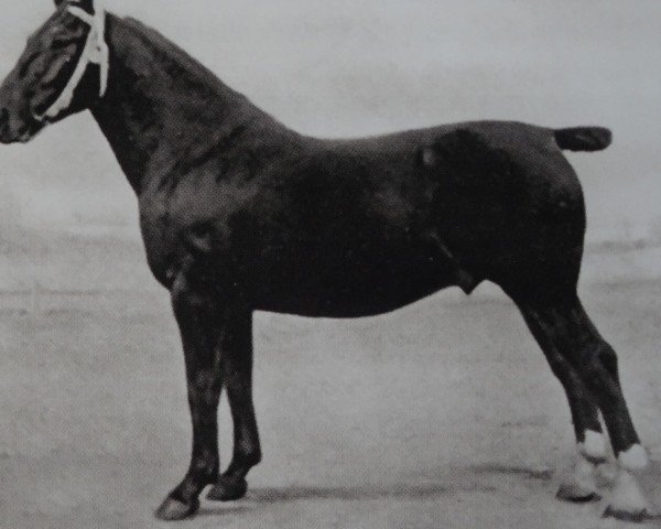 stallion Goetz 3430 (Oldenburg, 1924, from Göben 3070)