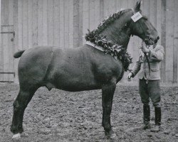 stallion Großfürst II Th 549 (Oldenburg, 1933, from Grusus 3408)