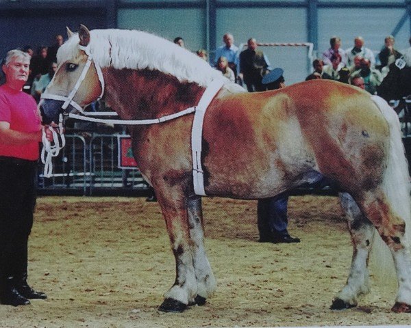 stallion Ural (Saxon-Thuringian Draughthorse, 1995, from Uwe)