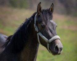 Springpferd Catalina Island (Holsteiner, 2020, von Catch)