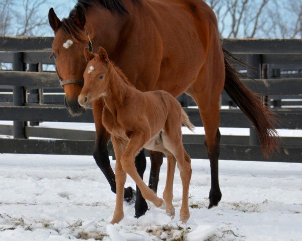 foal Hengst von Gun Runner xx (Thoroughbred, 2025, from Gun Runner xx)