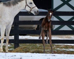 foal by Stute von Olympiad xx (Thoroughbred, 2025, from Olympiad xx)