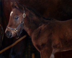 foal by Hengst von Omaha Beach xx (Thoroughbred, 2025, from Omaha Beach xx)